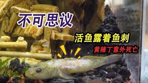 龍魚(yú)被咬到角落會(huì)死嗎：龍魚(yú)被咬到角落會(huì)導(dǎo)致死亡嗎，龍魚(yú)被咬到角落會(huì)死嗎 龍魚(yú)被咬到角落會(huì)死嗎：龍魚(yú)被咬到角落會(huì)導(dǎo)致死亡嗎，龍魚(yú)被咬到角落會(huì)死嗎 龍魚(yú)百科 第4張