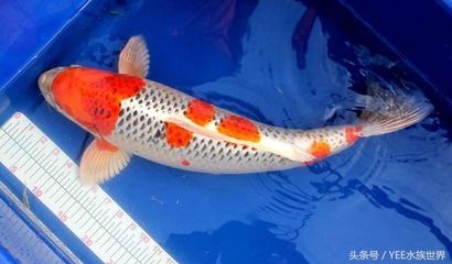 龍魚的觀賞價值有哪些，龍魚的觀賞價值