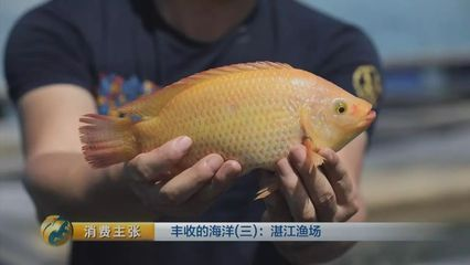低價個人出售龍魚違法嗎怎么處理：淡水黃龍魚是一種特殊的淡水魚類，它們是一種特殊的淡水魚類