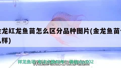 如何區(qū)分金龍魚苗和紅龍魚苗，金龍魚苗與紅龍魚苗價(jià)格對(duì)比金龍魚苗與紅龍魚苗價(jià)格對(duì)比