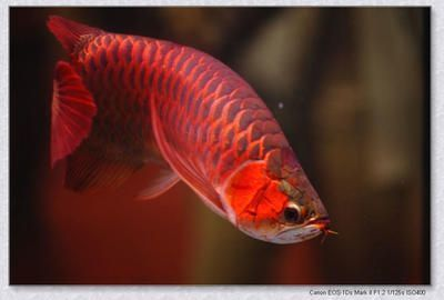 紅色的龍魚：紅色的龍魚是什么？ 紅色的龍魚：紅色的龍魚是什么？ 龍魚百科 第3張