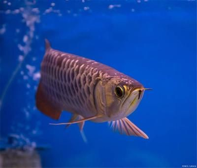 龍魚炮彈頭，龍魚炮彈頭是一種受歡迎的觀賞魚