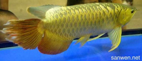 金龍魚長啥樣子，金龍魚的飼養(yǎng)技巧