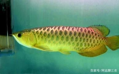 龍魚適合吃什么蚯蚓，龍魚適合吃什么蚯蚓，龍魚喂食蚯蚓的最佳時間