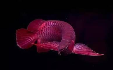 龍魚吃了過大的食物怎么辦，龍魚不小心吃了過大的食物，可以采取以下措施來幫助它們消化