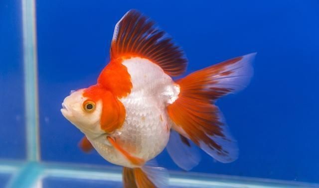 黑金魟魚適宜的水溫范圍，黑金魟魚適宜的水溫范圍為24-27攝氏度