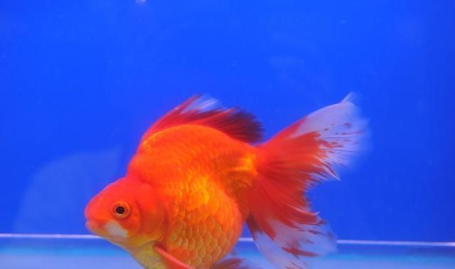 黑金魟魚適宜的水溫范圍，黑金魟魚適宜的水溫范圍為24-27攝氏度