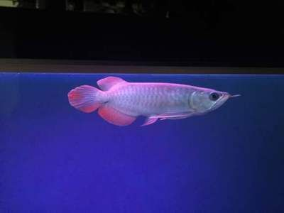 龍魚nec燈擺放，龍魚nec燈如何擺放