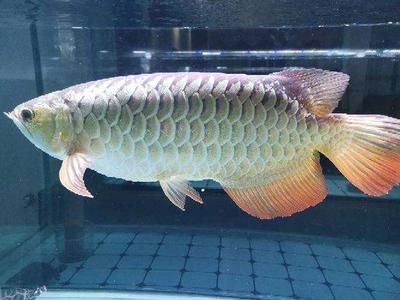 龍魚在哪里買比較好（購買龍魚時，選擇合適的購買地點和注意事項）