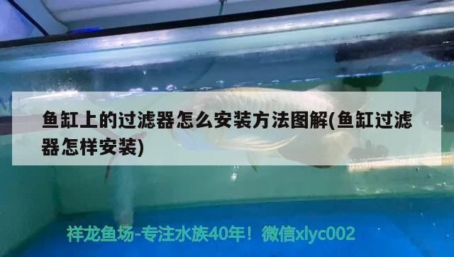 龍魚別名叫什么好聽，如何根據龍魚性格起名