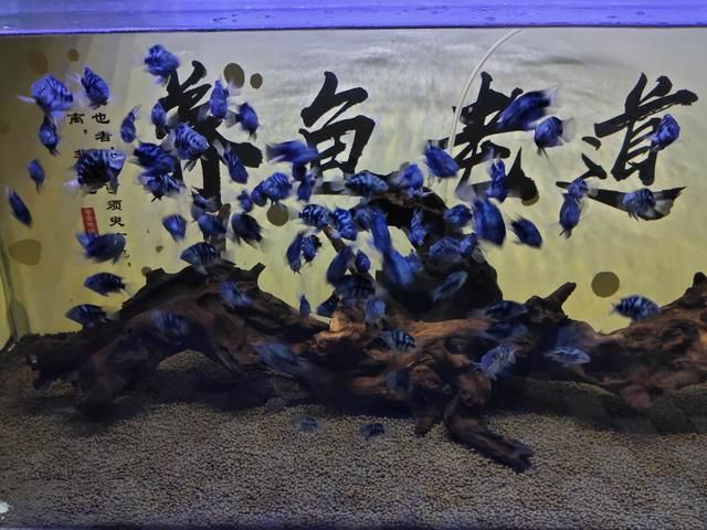 原神金龍魚用什么魚餌：原神金龍魚釣魚點(diǎn)對等級的要求