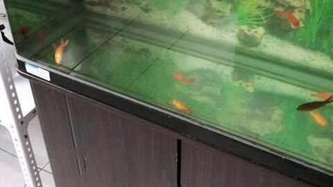 金龍魚怎樣換水，金龍魚換水方法和注意事項和注意事項和注意事項