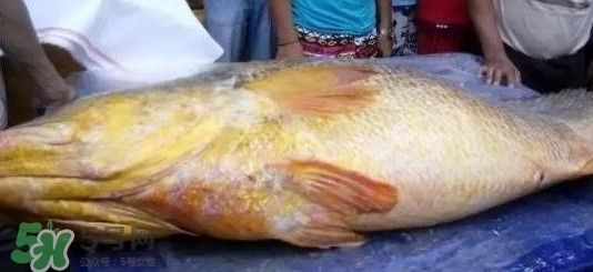 金龍魚魚膠膠質怎樣鑒別，如何鑒別金龍魚膠的真偽 金龍魚魚膠膠質怎樣鑒別，如何鑒別金龍魚膠的真偽 龍魚百科 第5張