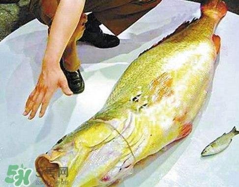 金龍魚魚膠膠質怎樣鑒別，如何鑒別金龍魚膠的真偽 金龍魚魚膠膠質怎樣鑒別，如何鑒別金龍魚膠的真偽 龍魚百科 第6張
