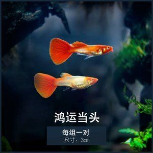 喂龍魚吃的小紅魚怎么養活：喂龍魚吃的小紅魚怎么養活，