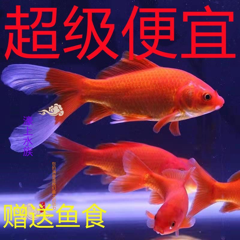哪里的龍魚最便宜又好養(yǎng)活（如何挑選便宜又好養(yǎng)活的龍魚）