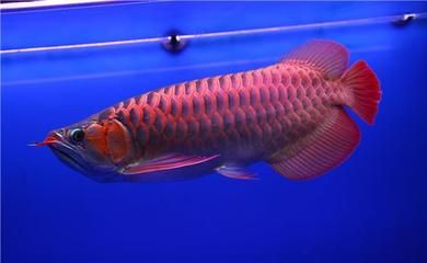 如何挑選龍魚品種圖解大全，如何挑選一條好的龍魚