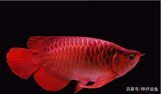 龍魚是觀賞魚嗎，龍魚養(yǎng)殖入門指南