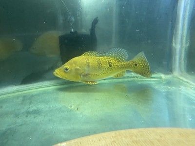 巴西亞魚苗適宜的水質條件，巴西亞魚苗適宜的水質條件包括