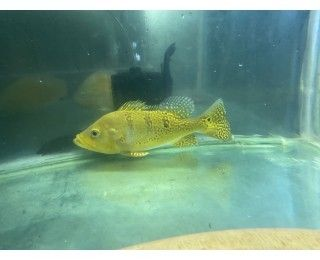 巴西亞魚苗適宜的水質條件，巴西亞魚苗適宜的水質條件包括 巴西亞魚苗適宜的水質條件，巴西亞魚苗適宜的水質條件包括 龍魚百科 第4張