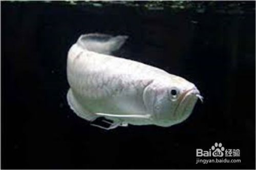 龍魚呆在水面不游動怎么辦：當(dāng)您發(fā)現(xiàn)您的龍魚呆在水面不游動時