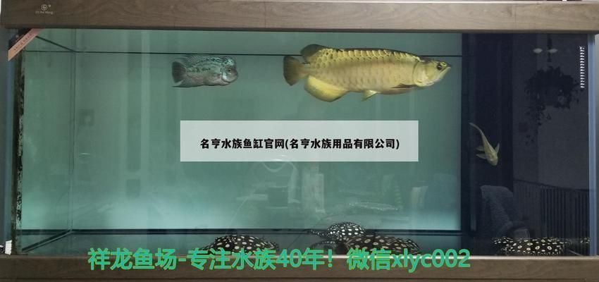 龍魚怎么看是否過背（判斷龍魚是否過背是一項需要細致觀察的任務，龍魚過背鑒別常見誤區）