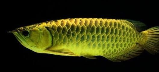 龍魚死了主人會(huì)倒霉嗎，龍魚死亡與風(fēng)水迷信的探討
