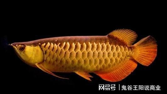 龍魚整形