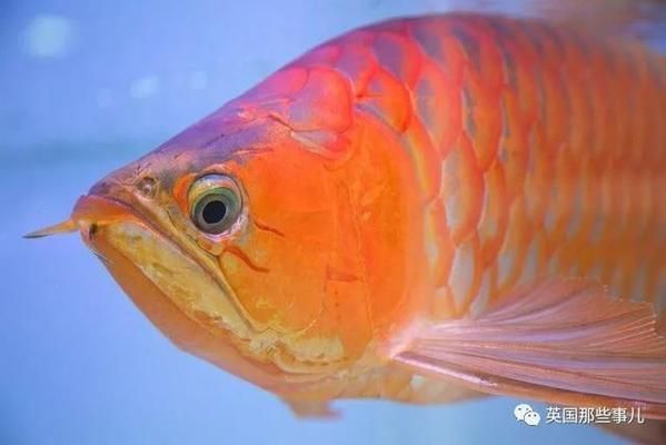 龍魚整形
