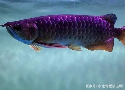 龍魚分多少種顏色，如何挑選優質龍魚品種