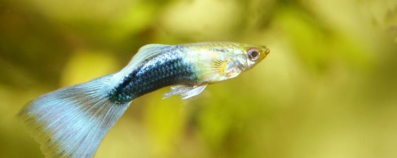 黑影道人魚棲息地環境特點，關于黑影道人魚棲息地環境特點的詳細介紹 黑影道人魚棲息地環境特點，關于黑影道人魚棲息地環境特點的詳細介紹 龍魚百科 第4張