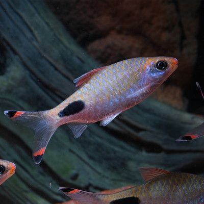 黑影道人魚棲息地環境特點，關于黑影道人魚棲息地環境特點的詳細介紹 黑影道人魚棲息地環境特點，關于黑影道人魚棲息地環境特點的詳細介紹 龍魚百科 第6張