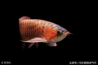 如何養好金龍魚，養好金龍魚需要注意以下幾個方面