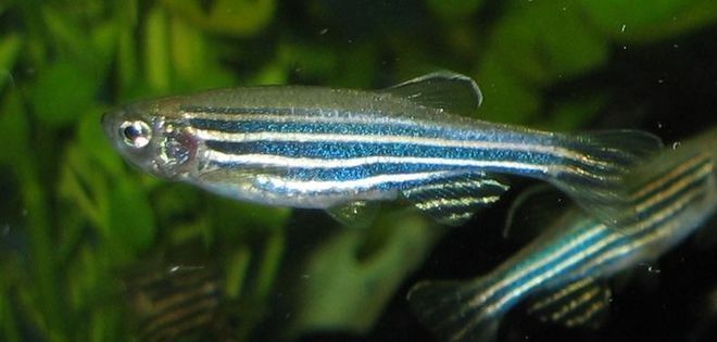 龍魚會老死嗎為什么：龍魚之生命輪回，探尋龍魚是否會老死之謎