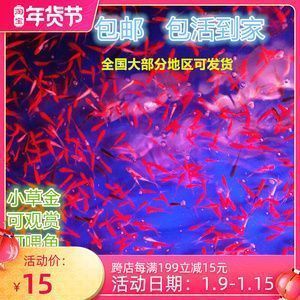 龍魚吃小草金好嗎，如何判斷龍魚消化不良,小草金的正確處理方法，龍魚健康飲食指南 龍魚吃小草金好嗎，如何判斷龍魚消化不良,小草金的正確處理方法，龍魚健康飲食指南 龍魚百科 第5張