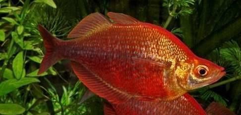魚缸的朋友圈怎么寫，魚缸養護技巧分享
