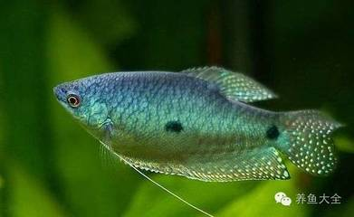 紅金龍魚要喂什么東西：龍魚金龍魚紅龍魚喂食方法，科學喂養，助力龍魚健康成長