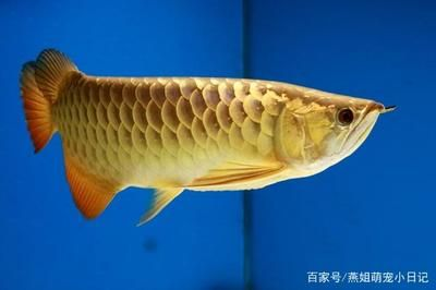 金龍魚珠鱗全亮，關于金龍魚珠鱗全亮的詳細解釋