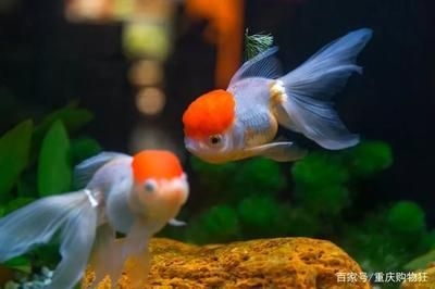 龍魚和金魚能放在一起養嗎？，金魚和龍魚可以混養嗎？