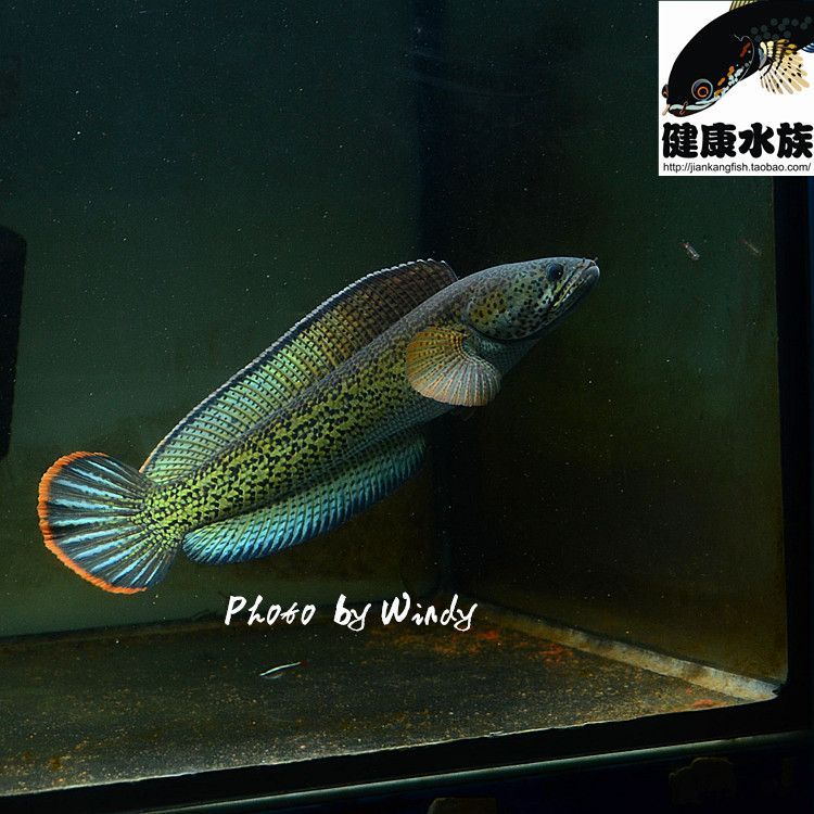 雷龍魚配對,雷龍魚的配對方法 龍魚百科 第1張 雷龍魚配對,雷龍魚的配對方法 雷龍魚配對,雷龍魚的配對方法 龍魚百科 第1張