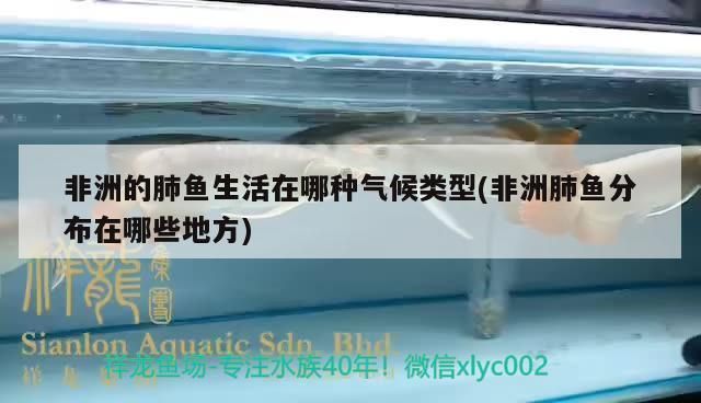 舟山龍魚叫什么名字好聽：舟山龍魚的名字及其背后的故事