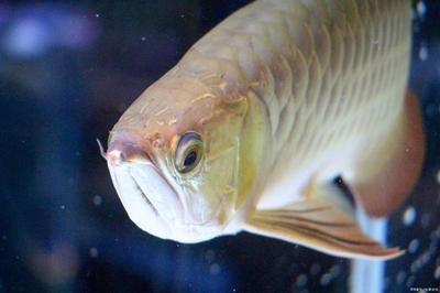 龍魚哪個國家多，龍魚原產(chǎn)地主要分布在亞洲、美洲和澳洲的不同國家和地區(qū)