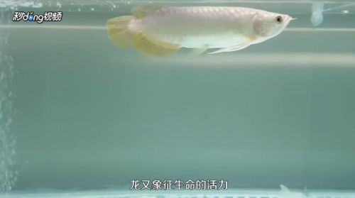 龍魚如何養(yǎng)殖方法（養(yǎng)殖龍魚需要注意以下幾個(gè)方面，可以成功養(yǎng)殖出健康活潑的龍魚）