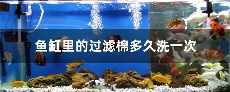 金龍魚過濾棉多久洗一次，金龍魚過濾棉的清洗頻率