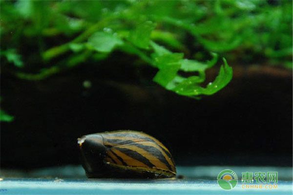 長不大的金龍魚品種有哪些：探秘長不大的金龍魚品種，小巧玲瓏的水下精靈
