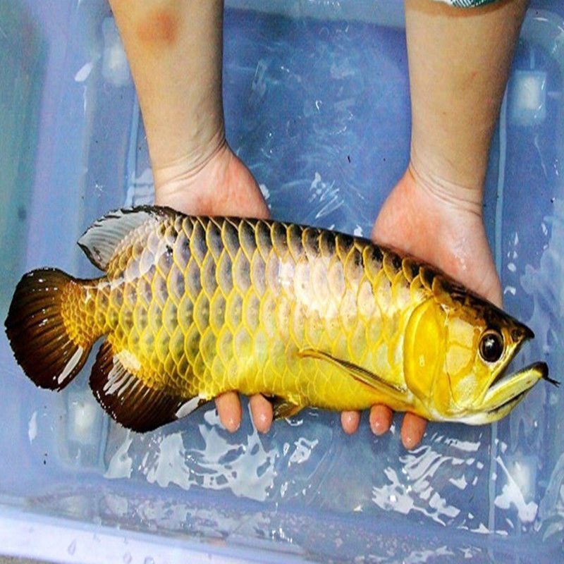 龍魚吃活魚容易得病嗎，龍魚吃活魚會因消化能力弱、過量喂食或食物不對口