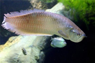 金龍魚(yú)值得投資嗎，投資金龍魚(yú)是否值得