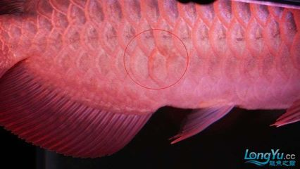 龍魚立鱗是什么原因，龍魚立鱗病是一種常見疾病主要表現為龍魚體表鱗片凸起
