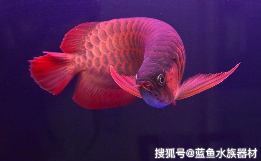 龍魚立鱗是什么原因，龍魚立鱗病是一種常見疾病主要表現(xiàn)為龍魚體表鱗片凸起