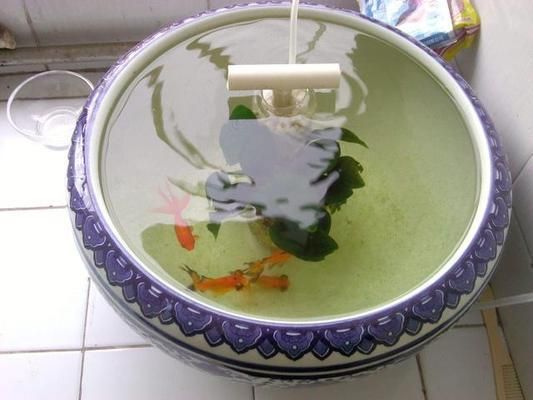 鸚鵡魚和龍魚哪個好養(yǎng)活些：鸚鵡魚與龍魚，養(yǎng)護(hù)難易程度大比拼